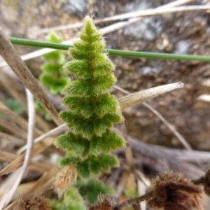 Cheilanthes distans at Urambi Hills - 19 Aug 2015 11:47 AM