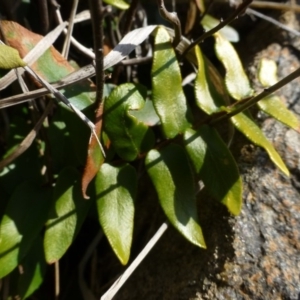 Pellaea calidirupium at Urambi Hills - 19 Aug 2015 12:55 PM