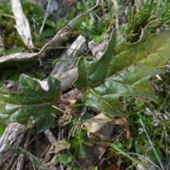 Solanum cinereum (Narrawa Burr) at Urambi Hills - 19 Aug 2015 by FranM