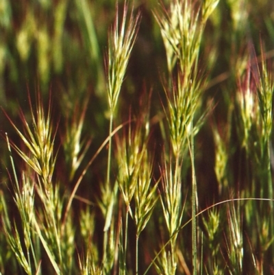 Bromus rubens (Red Brome) at Belconnen, ACT - 11 Oct 2010 by michaelb