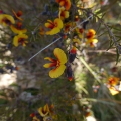 Dillwynia sp. Yetholme (P.C.Jobson 5080) NSW Herbarium at Urambi Hills - 19 Aug 2015 by FranM