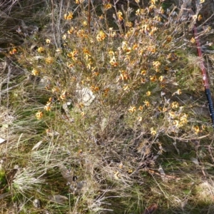 Dillwynia sp. Yetholme (P.C.Jobson 5080) NSW Herbarium at Urambi Hills - 19 Aug 2015