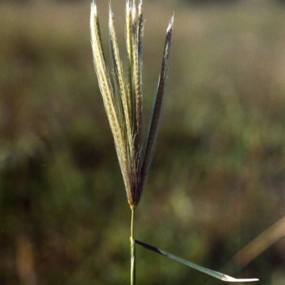 Chloris virgata (Feathertop Rhodes Grass) at Conder, ACT - 27 Mar 2007 by MichaelBedingfield