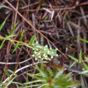 Acrotriche serrulata at Urambi Hills - 19 Aug 2015