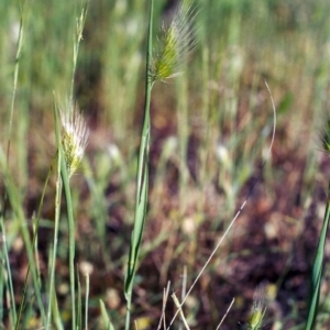 Cynosurus echinatus at Theodore, ACT - 22 Nov 2005