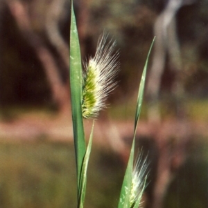 Cynosurus echinatus at Theodore, ACT - 20 Oct 2010