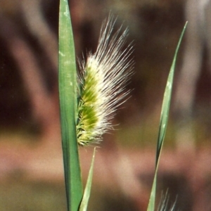 Cynosurus echinatus at Theodore, ACT - 20 Oct 2010