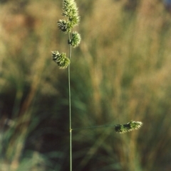 Dactylis glomerata (Cocksfoot) at Greenway, ACT - 26 Mar 2007 by michaelb