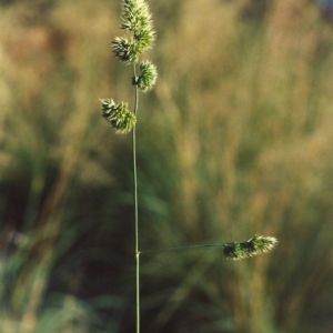 Dactylis glomerata at Greenway, ACT - 27 Mar 2007