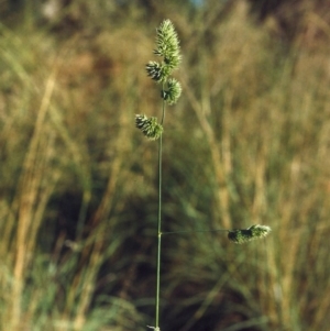 Dactylis glomerata at Greenway, ACT - 27 Mar 2007