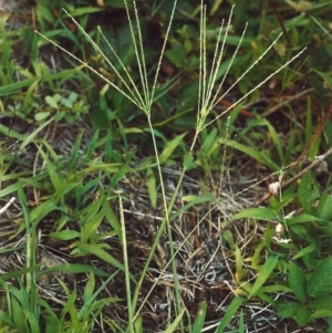 Digitaria sanguinalis at Greenway, ACT - 5 Feb 2007