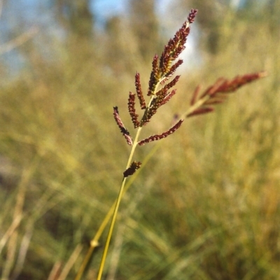 Echinochloa crus-galli (Barnyard Grass) at Greenway, ACT - 6 Mar 2007 by MichaelBedingfield
