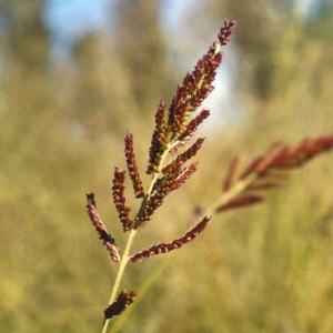 Echinochloa crus-galli at Greenway, ACT - 6 Mar 2007