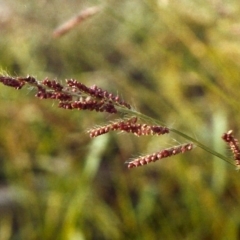 Echinochloa crus-galli at Greenway, ACT - 6 Mar 2007