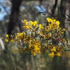 Acacia buxifolia subsp. buxifolia (Box-leaf Wattle) at Acton, ACT - 19 Aug 2015 by KenT