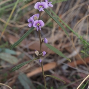 Hovea heterophylla at Point 4910 - 20 Aug 2015 10:06 AM