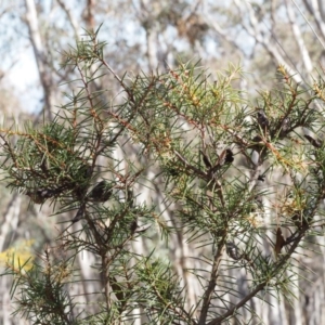 Hakea decurrens subsp. decurrens at Canberra Central, ACT - 20 Aug 2015 11:47 AM