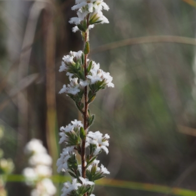 Leucopogon microphyllus var. pilibundus (Hairy Beard Heath) at Acton, ACT - 19 Aug 2015 by KenT