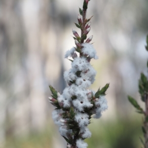 Leucopogon attenuatus at Point 4762 - 20 Aug 2015