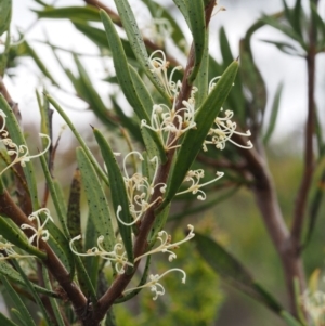 Hakea microcarpa at Uriarra, NSW - 27 Nov 2014