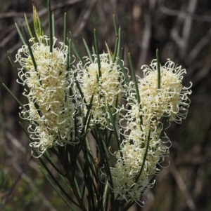 Hakea microcarpa at Uriarra, NSW - 27 Nov 2014