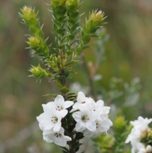 Epacris breviflora at Uriarra, NSW - 27 Nov 2014 01:00 PM