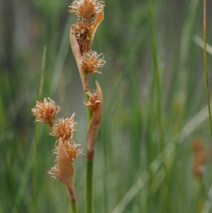 Baloskion australe at Uriarra, NSW - 27 Nov 2014