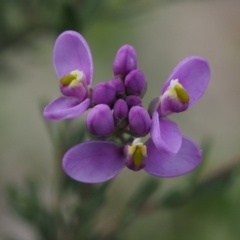 Comesperma retusum (Mountain Milkwort) at Uriarra, NSW - 27 Nov 2014 by KenT