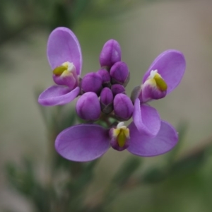 Comesperma retusum at Uriarra, NSW - 27 Nov 2014 12:39 PM