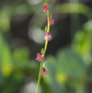 Gonocarpus tetragynus at Tennent, ACT - 15 Dec 2014 08:58 AM