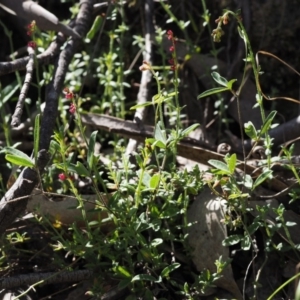 Gonocarpus tetragynus at Tennent, ACT - 15 Dec 2014 08:58 AM