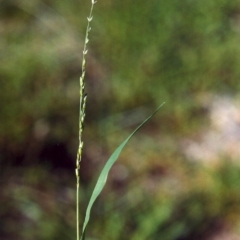 Ehrharta erecta (Panic Veldtgrass) at Conder, ACT - 27 Mar 2007 by MichaelBedingfield