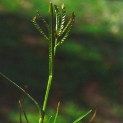 Eleusine indica (Crowsfoot Grass) at Greenway, ACT - 20 Apr 2012 by michaelb