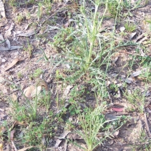 Eryngium ovinum at Nicholls, ACT - 8 Nov 2003