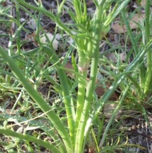 Eryngium ovinum at Nicholls, ACT - 8 Nov 2003