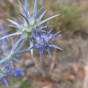 Eryngium ovinum at Nicholls, ACT - 31 Jan 2004 02:34 PM