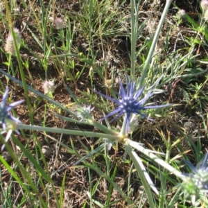 Eryngium ovinum at Nicholls, ACT - 24 Nov 2007