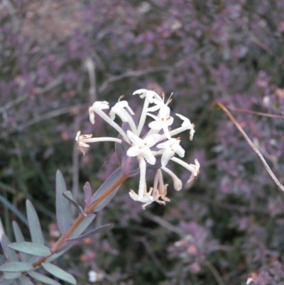 Pimelea linifolia (Slender Rice Flower) at Nicholls, ACT - 3 Nov 2007 by gavinlongmuir