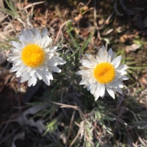 Leucochrysum albicans subsp. tricolor at Majura, ACT - 22 Aug 2015