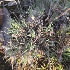 Leucochrysum albicans subsp. tricolor at Majura, ACT - 22 Aug 2015