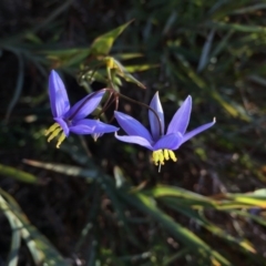 Stypandra glauca (Nodding Blue Lily) at Majura, ACT - 22 Aug 2015 by AaronClausen