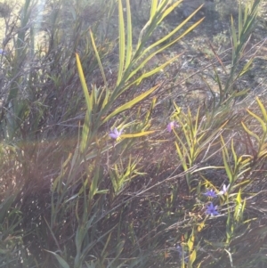 Stypandra glauca at Majura, ACT - 22 Aug 2015 04:03 PM