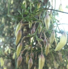 Clematis leptophylla (Small-leaf Clematis, Old Man's Beard) at Mount Majura - 22 Aug 2015 by AaronClausen