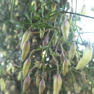 Clematis leptophylla at Majura, ACT - 22 Aug 2015 04:10 PM