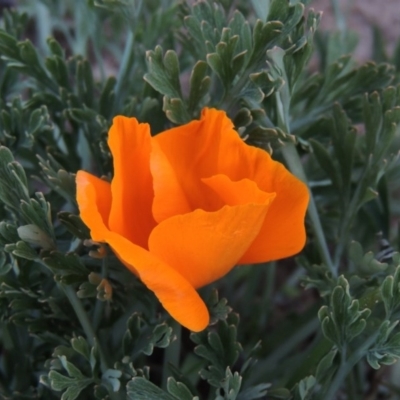 Eschscholzia californica (California Poppy) at Paddys River, ACT - 16 Aug 2015 by michaelb