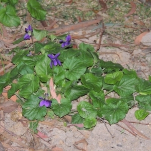 Viola odorata at Gordon, ACT - 13 Jun 2015 06:33 PM