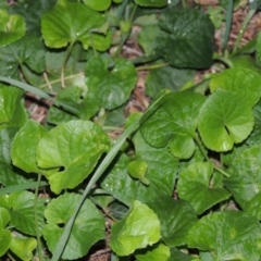 Viola odorata (Sweet Violet, Common Violet) at Gordon, ACT - 21 May 2015 by michaelb