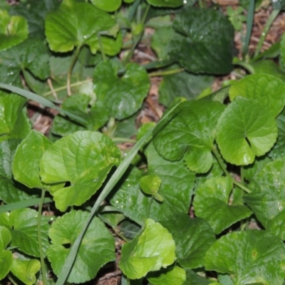 Viola odorata (Sweet Violet, Common Violet) at Point Hut Pond - 21 May 2015 by michaelb