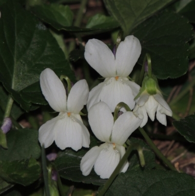 Viola odorata (Sweet Violet, Common Violet) at Stranger Pond - 22 Aug 2015 by michaelb