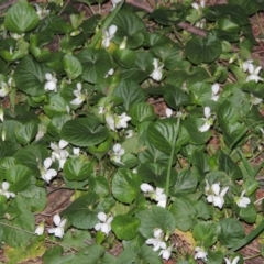 Viola odorata at Bonython, ACT - 22 Aug 2015